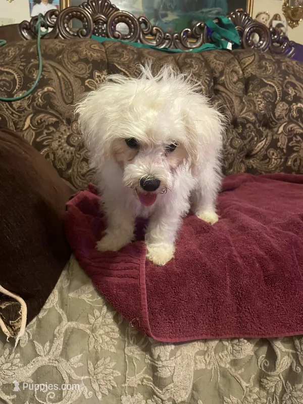 Rosie – Poodle - Miniature  puppy for sale in Fresno, CA