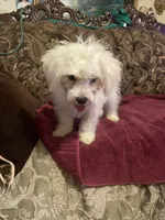 Rosie, a female Poodle - Miniature  for sale in Fresno, CA – 1 of 8