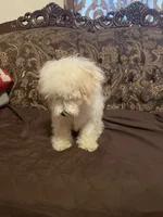 Bruno, a male Poodle - Miniature  for sale in Fresno, CA – 8 of 10