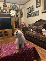Rosie, a female Poodle - Miniature  for sale in Fresno, CA – 3 of 5