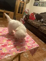Rosie, a female Poodle - Toy  for sale in Fresno, CA – 3 of 5