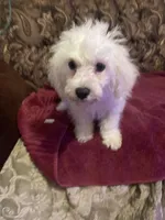 Rosie, a female Poodle - Miniature  for sale in Fresno, CA – 2 of 8