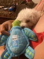 Rocky, a male Poodle - Toy  for sale in Fresno, CA – 2 of 5