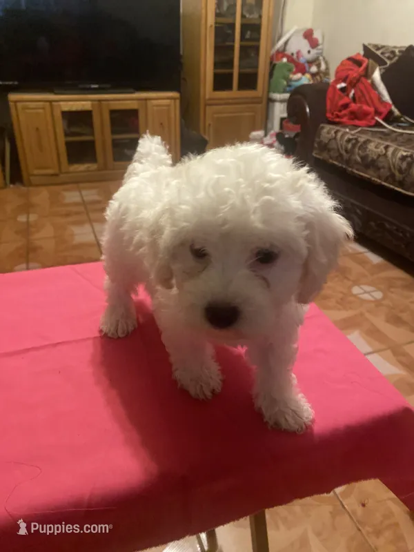 Roxy – Poodle - Toy  puppy for sale in Fresno, CA