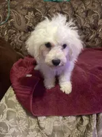 Rosie, a female Poodle - Miniature  for sale in Fresno, CA – 4 of 8