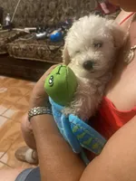 Bruno, a male Poodle - Toy  for sale in Fresno, CA – 2 of 5