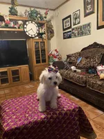 Rosie, a female Poodle - Miniature  for sale in Fresno, CA – 5 of 5