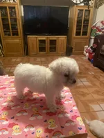Rosie, a female Poodle - Toy  for sale in Fresno, CA – 2 of 5