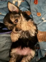 Glimmer , a female Morkie for sale in Owatonna, MN – 3 of 3