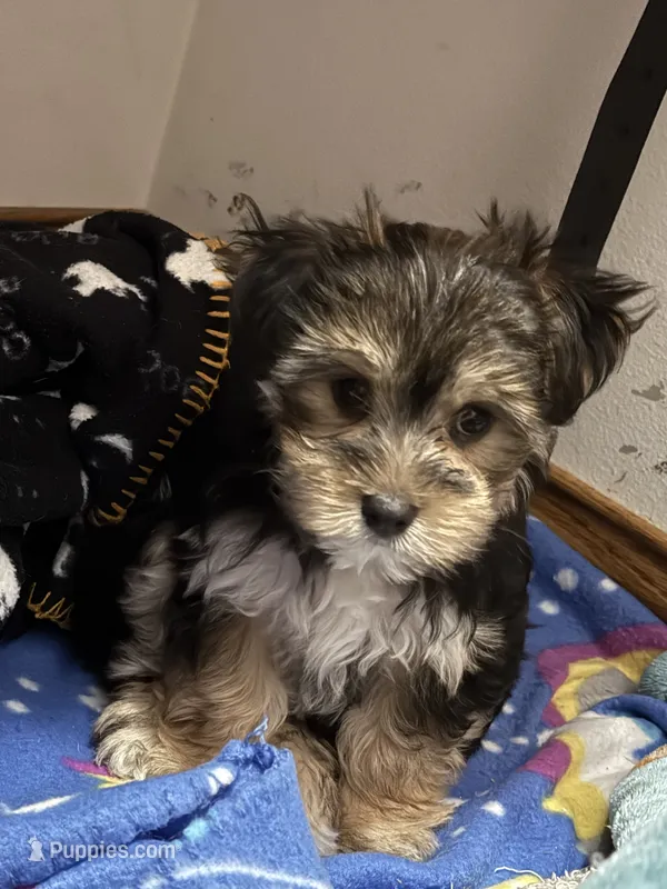 Glimmer  – Morkie puppy for sale in Owatonna, MN