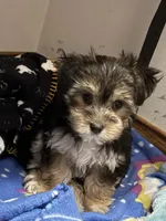 Glimmer , a female Morkie for sale in Owatonna, MN – 1 of 3