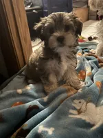 Jack Frost, a male Morkie for sale in Owatonna, MN – 2 of 3