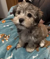 Jack Frost, a male Morkie for sale in Owatonna, MN – 3 of 3