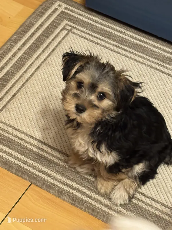 Glimmer  – Morkie puppy for sale in Owatonna, MN