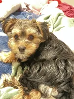 Puppers, a female Morkie for sale in Owatonna, MN – 3 of 3