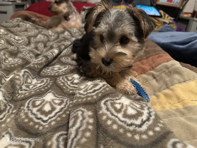Puppers – Morkie puppy for sale in Owatonna, MN