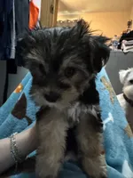 Glimmer , a female Morkie for sale in Owatonna, MN – 2 of 3