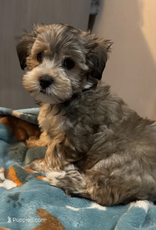Jack Frost – Morkie puppy for sale in Owatonna, MN