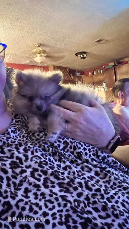 Merle – Pomeranian puppy for sale in Leesville, LA
