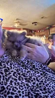 Merle, a male Pomeranian for sale in Leesville, LA – 1 of 4