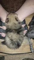 Merle, a male Pomeranian for sale in Leesville, LA – 2 of 4