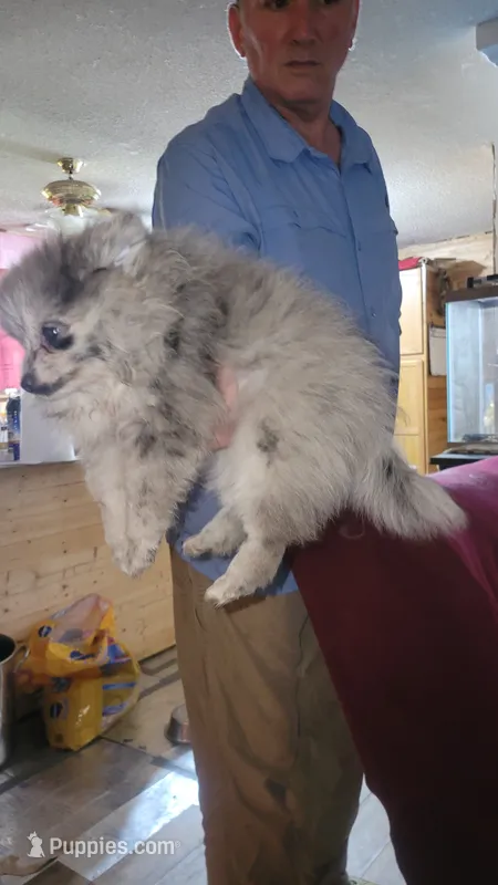 Merle girl – Pomeranian puppy for sale in Leesville, LA
