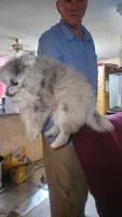 Merle girl, a female Pomeranian for sale in Leesville, LA – 1 of 3