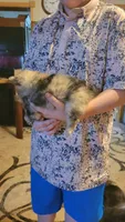 Merle, a male Pomeranian for sale in Leesville, LA – 4 of 4