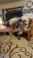 Merle, a male Pomeranian for sale in Leesville, LA – 3 of 4