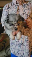 Merle girl, a female Pomeranian for sale in Leesville, LA – 3 of 3