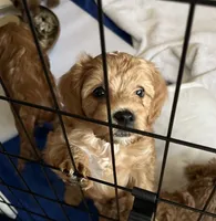 Morris, a male Cavapoo for sale in Bozeman, MT – 3 of 8
