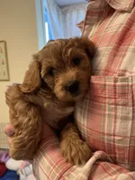 Morris, a male Cavapoo for sale in Bozeman, MT – 8 of 8