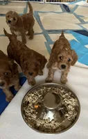 Morris, a male Cavapoo for sale in Bozeman, MT – 5 of 8