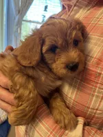 Morris, a male Cavapoo for sale in Bozeman, MT – 2 of 8