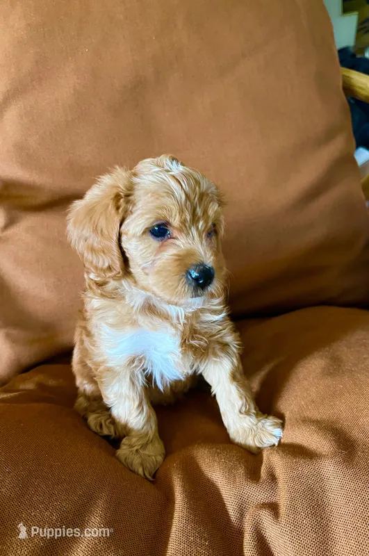 Morris – Cavapoo puppy for sale in Bozeman, MT