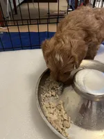 Morris, a male Cavapoo for sale in Bozeman, MT – 6 of 8