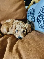 Morris, a male Cavapoo for sale in Bozeman, MT – 7 of 8