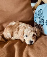 Morris, a male Cavapoo for sale in Bozeman, MT – 4 of 8