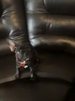 Charlotte, a female French Bulldog and Pug for sale in Rialto, CA – 3 of 4