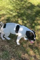 Oreo, a male French Bulldog and Pug for sale in Rialto, CA – 4 of 6