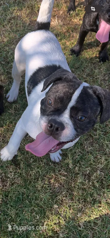 Oreo – French Bulldog, Pug puppy for sale in Rialto, CA