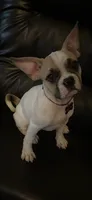Chanel, a female French Bulldog and Pug for sale in Rialto, CA – 5 of 5