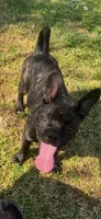 Charlotte, a female French Bulldog and Pug for sale in Rialto, CA – 1 of 4