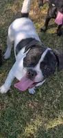 Oreo, a male French Bulldog and Pug for sale in Rialto, CA – 1 of 6