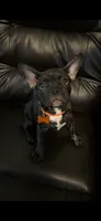 Charlotte, a female French Bulldog and Pug for sale in Rialto, CA – 2 of 4