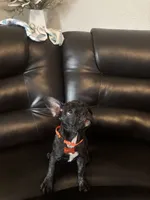 Charlotte, a female French Bulldog and Pug for sale in Rialto, CA – 4 of 4