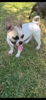Chanel, a female French Bulldog and Pug for sale in Rialto, CA – 4 of 5