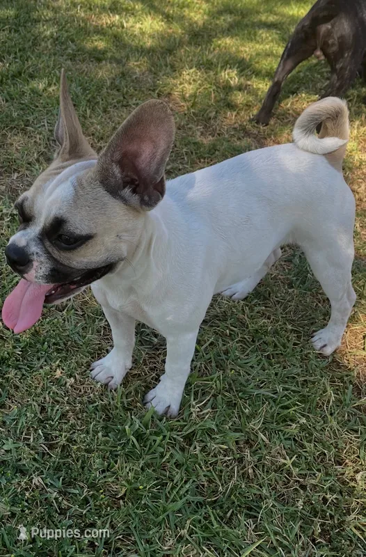 Chanel – French Bulldog, Pug puppy for sale in Rialto, CA