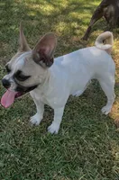 Chanel, a female French Bulldog and Pug for sale in Rialto, CA – 1 of 5