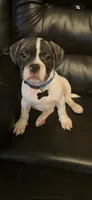 Oreo, a male French Bulldog and Pug for sale in Rialto, CA – 6 of 6